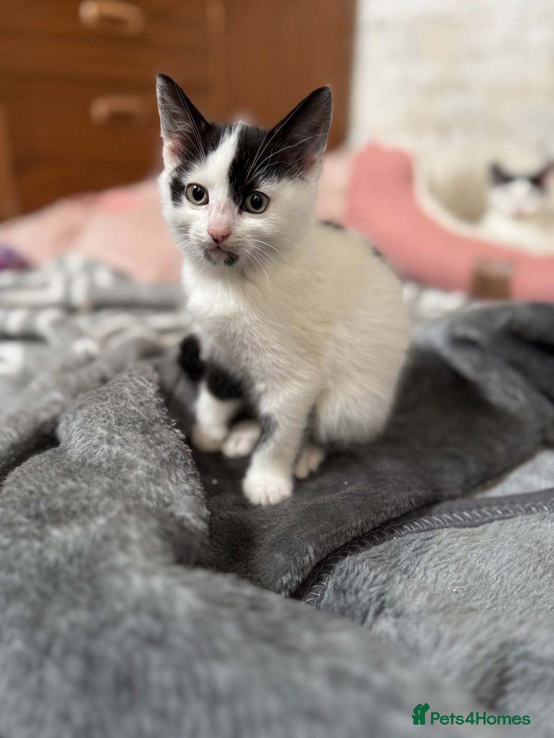 Domestic Shorthair cats for sale: Adorable Kittens Looking for a Loving Home, 🏡 - Image 22