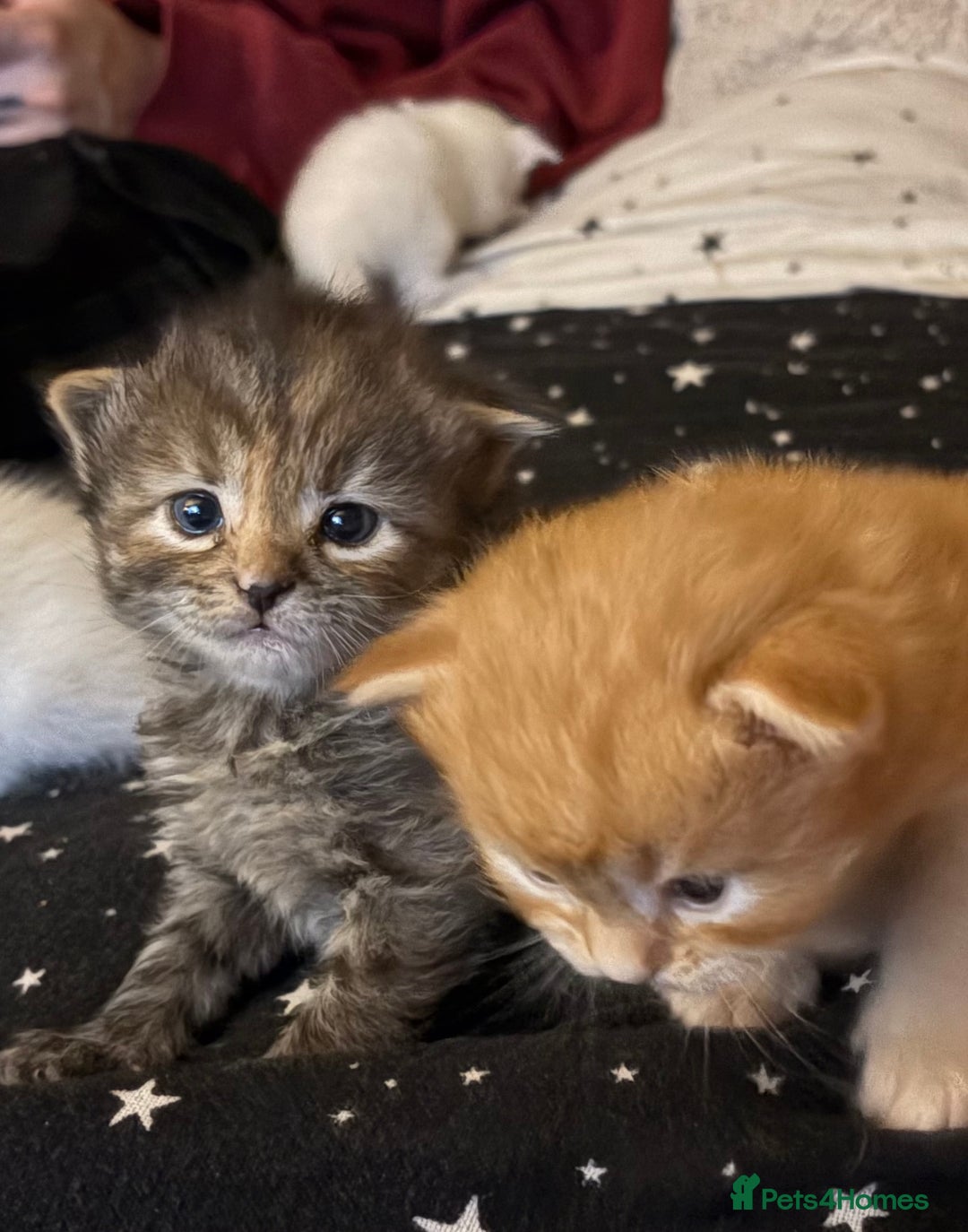 Mixed Breed cats for sale: 3 playful kittens  - Image 2