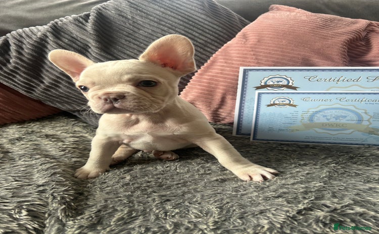 French Bulldog dogs - Advert 1