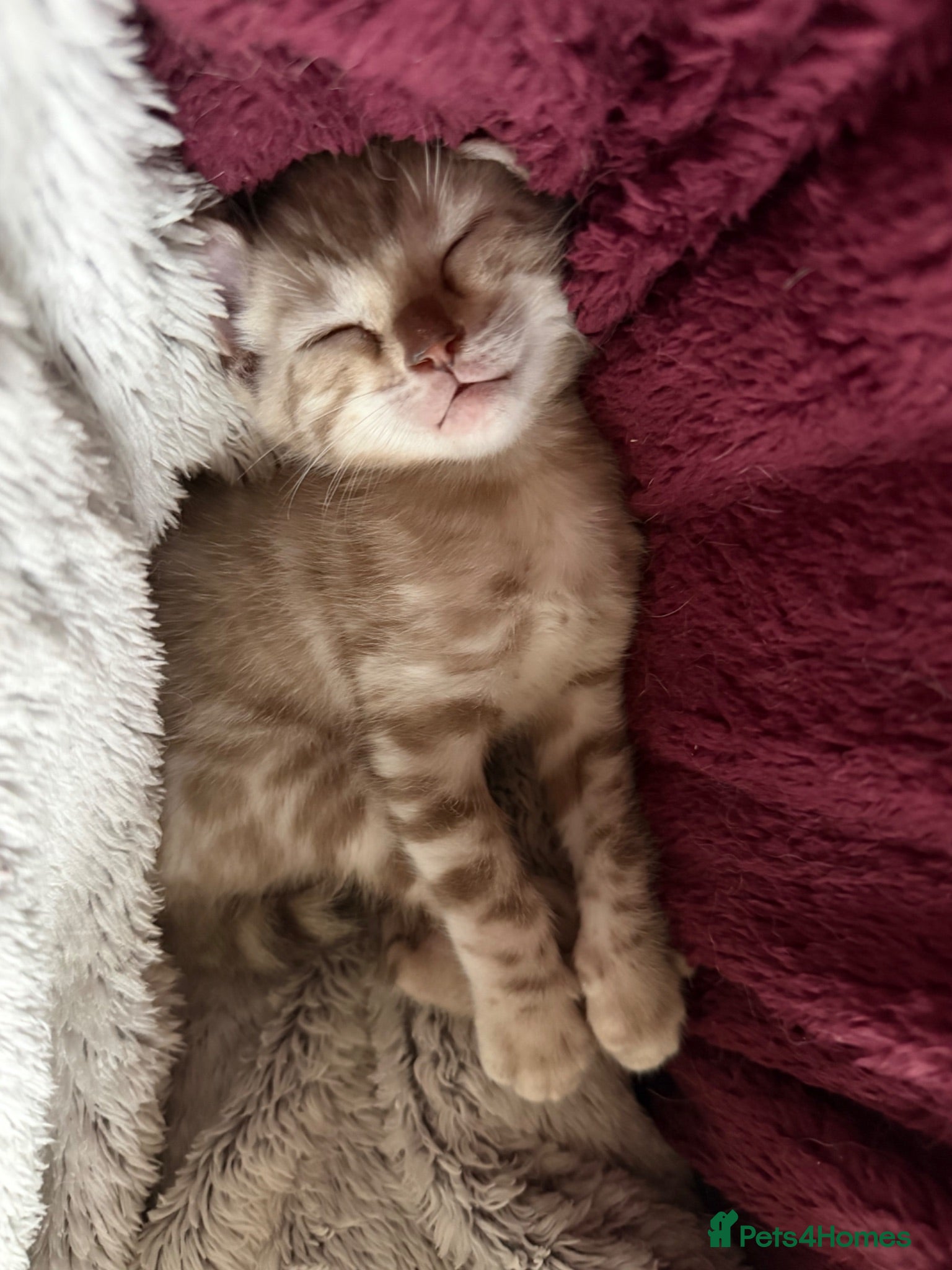 Bengal cats Snow Lynx Kitten, Pet Only, TICA Non-Active! - Advert 16