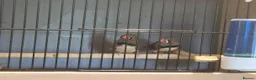 Finches birds for sale: 2 male WILDTYPE Zebra Finches - Advert 3