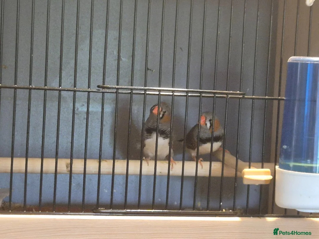 Finches birds for sale: 2 male WILDTYPE Zebra Finches - Advert 3