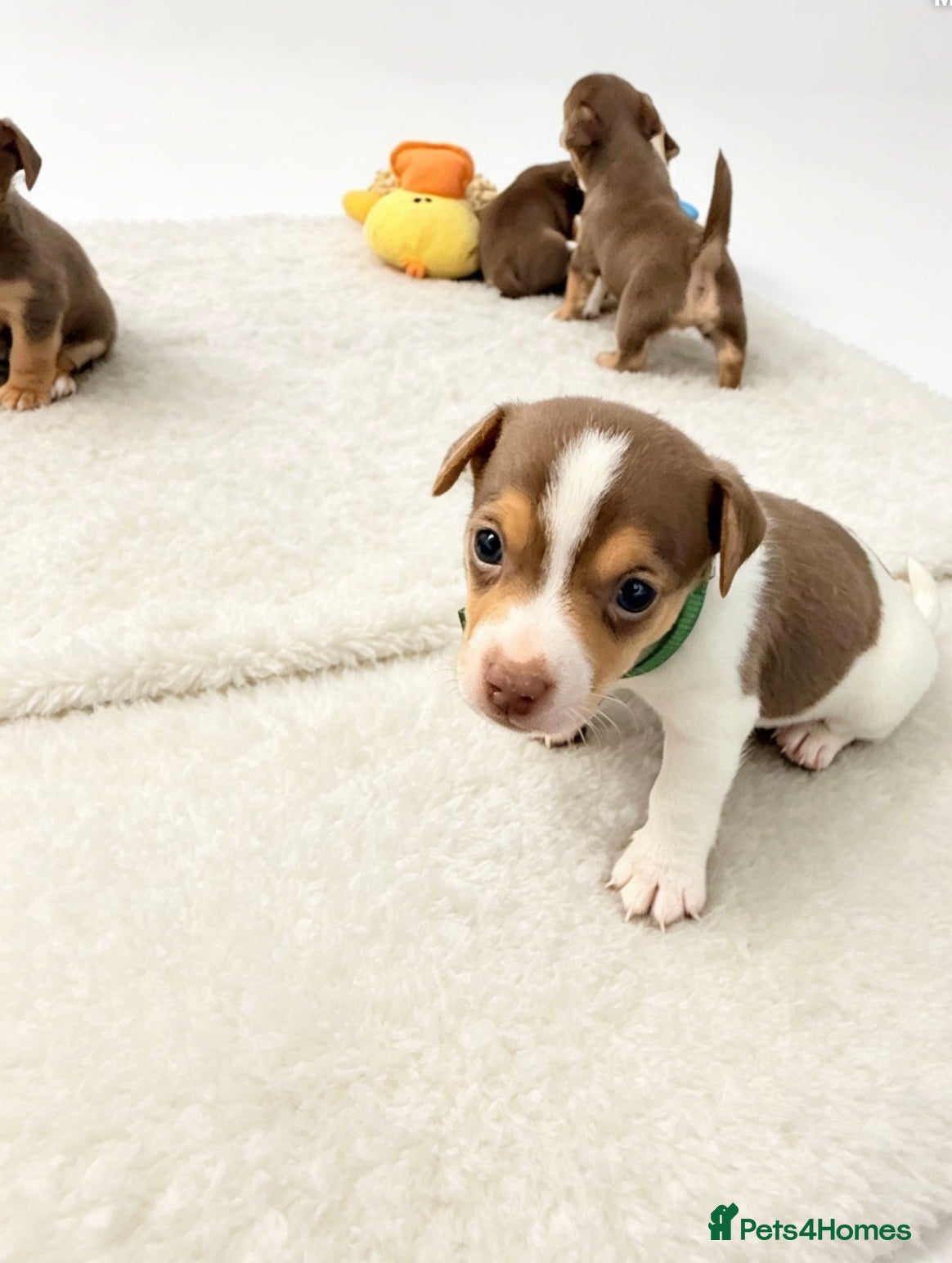 Jack Russell dogs Mini Jack Russell pups  - Advert 2