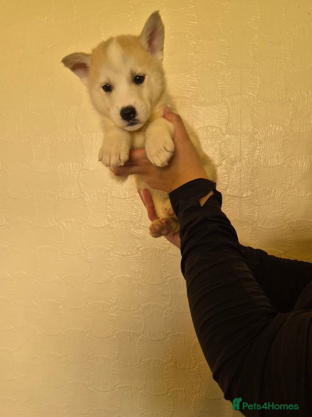 Siberian Husky dogs for sale: Beautiful Husky Looking for Their Forever Homes - Advert 12