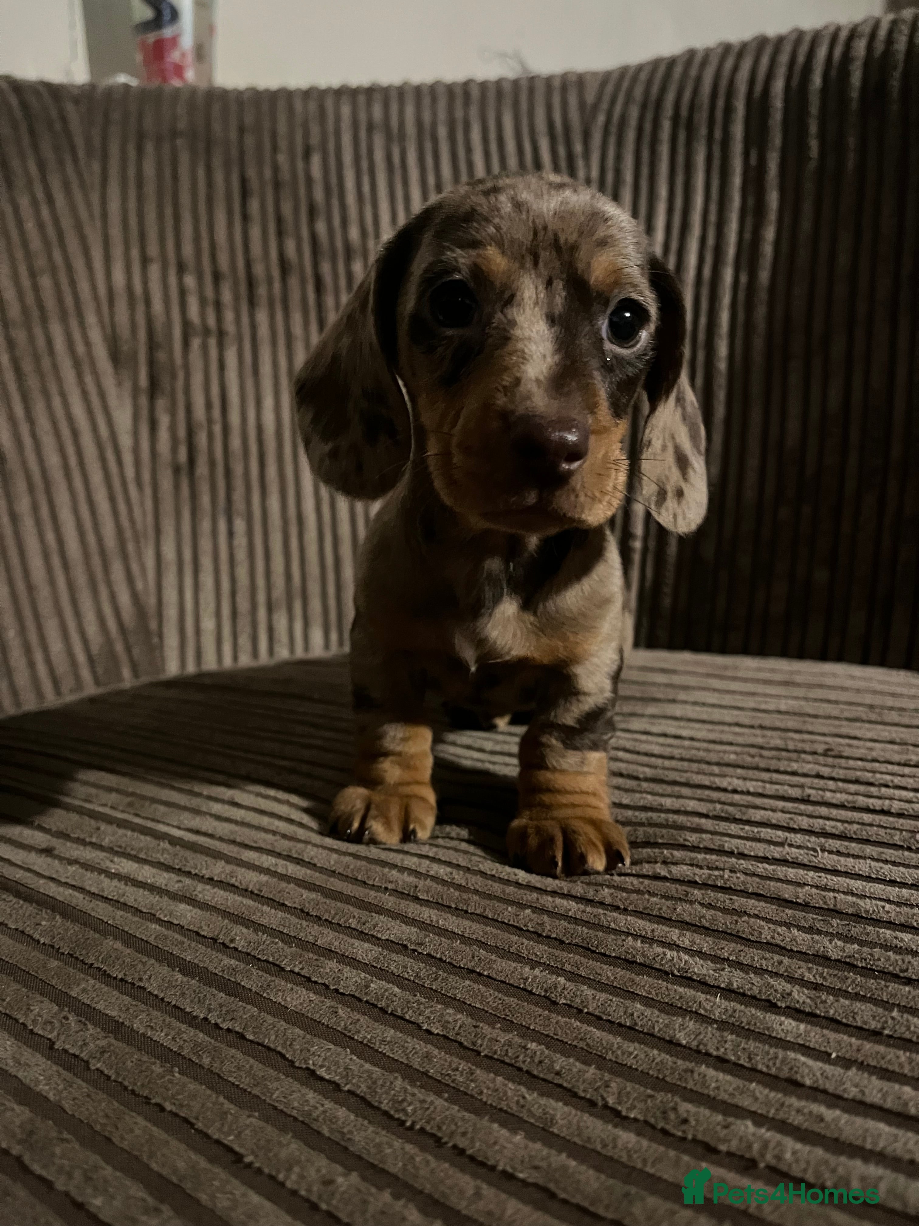 Miniature Dachshund dogs Ready now 🐶 - Advert 15