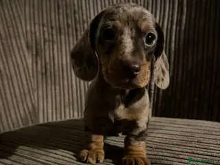 Miniature Dachshund dogs Ready now 🐶 - Advert 15