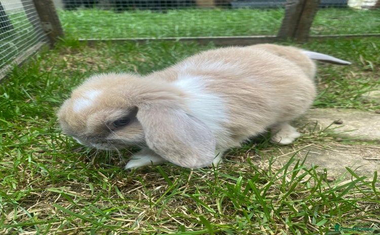 Mini Lop rabbits - Advert 16