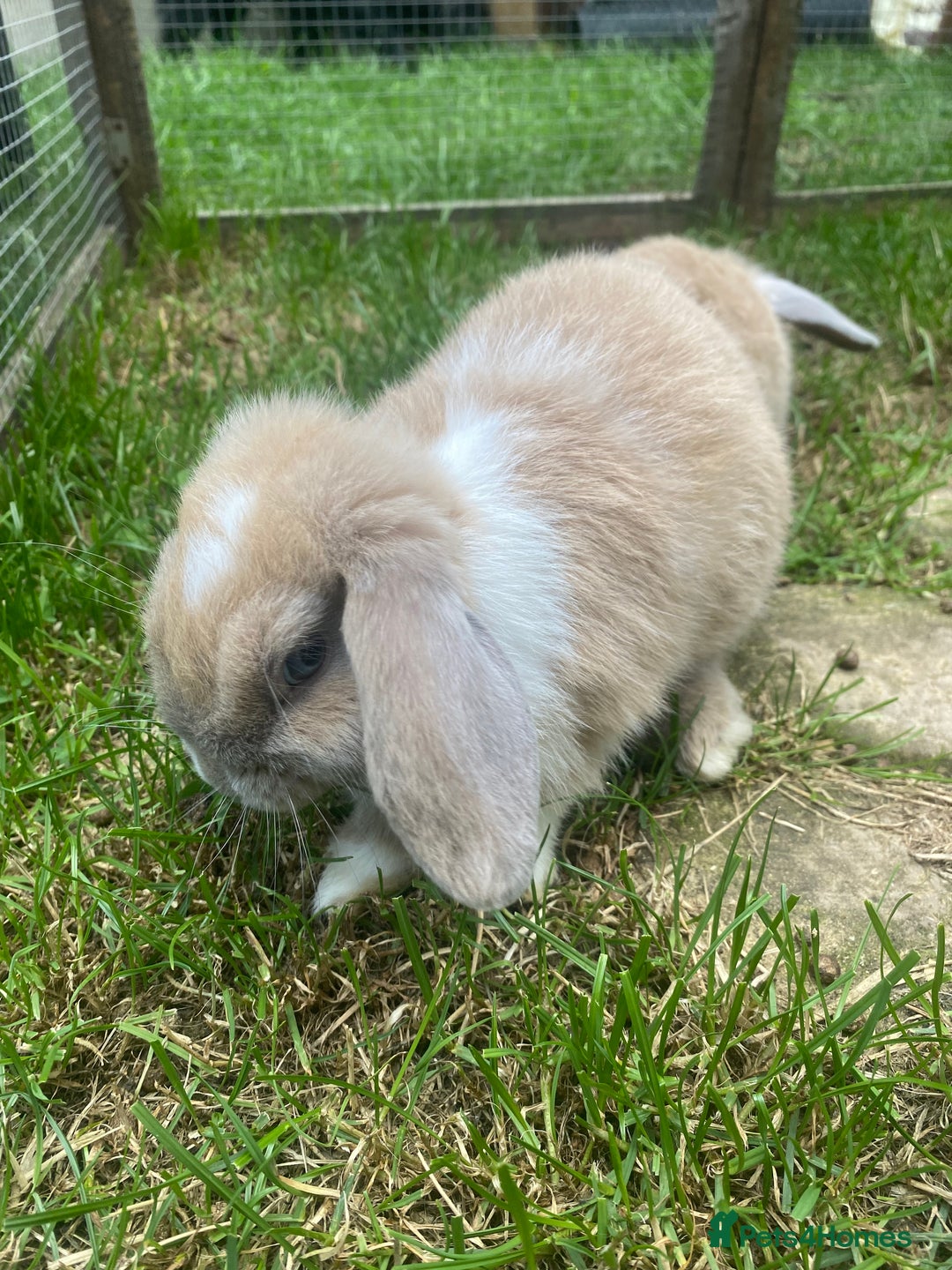 Mini Lop rabbits for sale: 1 female two males - Image 1