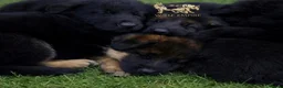 German Shepherd dogs for sale: Beautiful Gsd,Puppies  - Advert 10