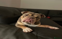 English Bulldog dogs for sale: Lilac & Tan English Bulldog 3 Yr Old MALE - Image 21