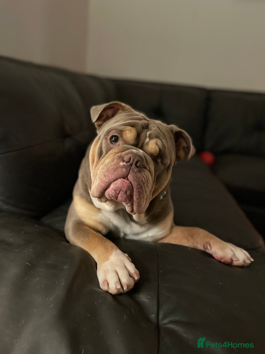 English Bulldog dogs for sale: Lilac & Tan English Bulldog 3 Yr Old MALE - Image 21