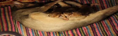 Abyssinian Kitten 1