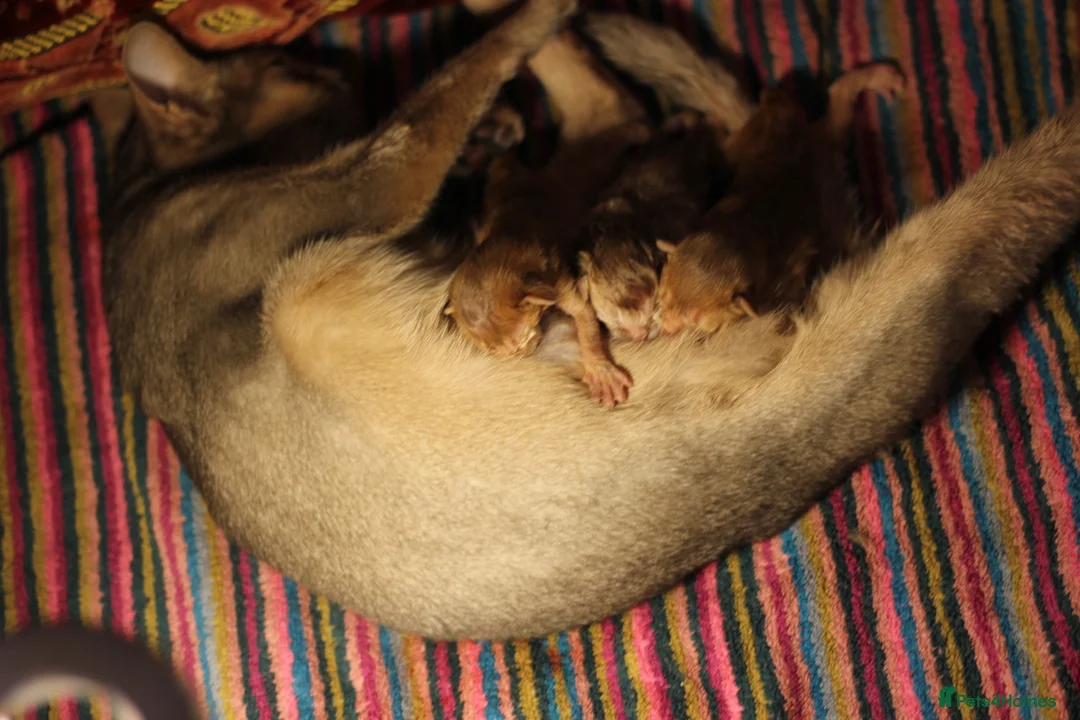 Abyssinian cats for sale: Adorable Abyssinian Kittens – Ready After 5th June - Advert 9