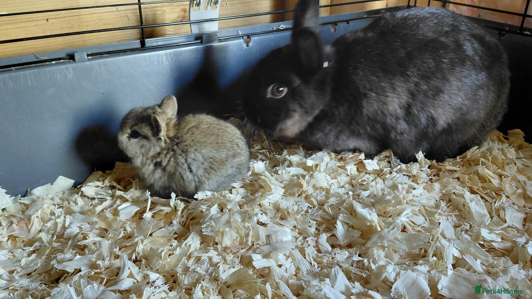 Netherland Dwarf rabbits for sale: Pure Netherland dwarf buck babies.Choc& self Black - Advert 3