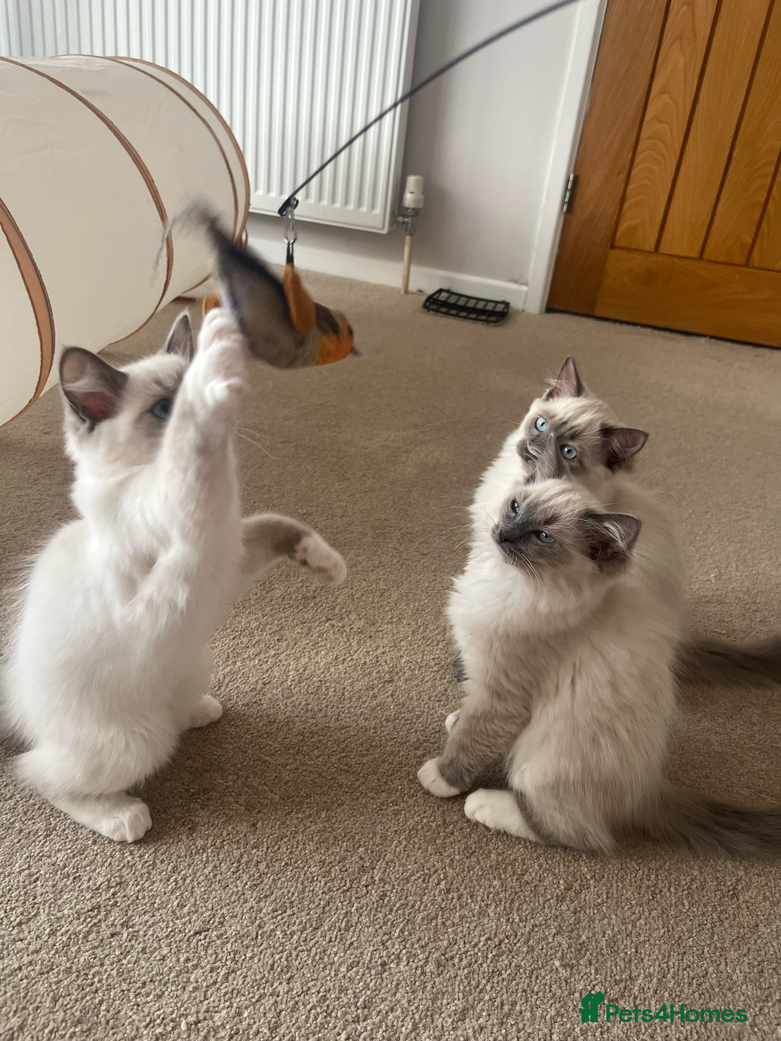 Ragdoll cats Ragdoll Kittens Ready Now - Advert 18
