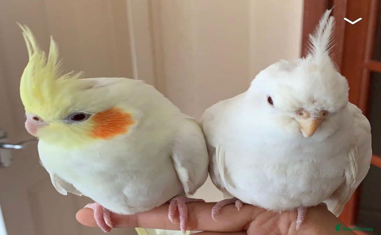 Cockatiels birds - Advert 1