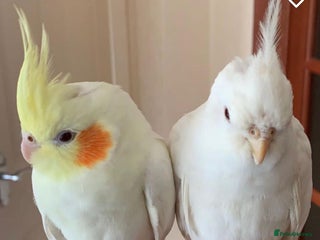 Cockatiels birds - Advert 13