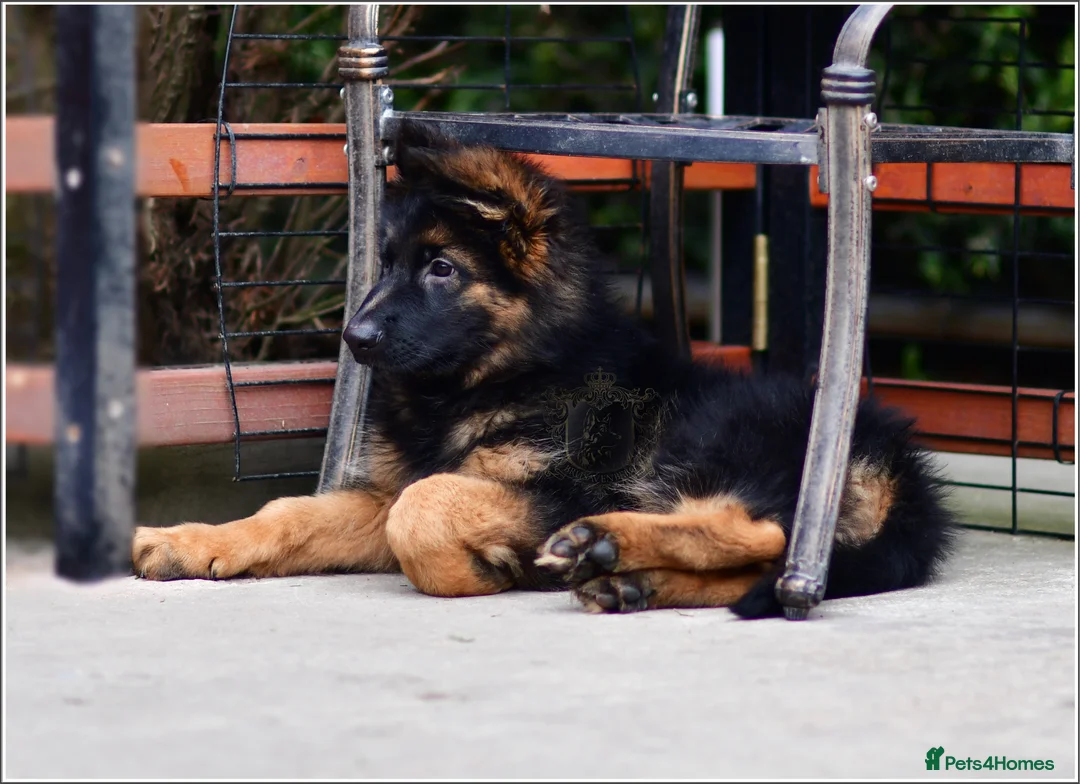 German Shepherd dogs for sale: LONGHAIRED GSD MALE DNA TESTED PARENTS FULLY VACC - Advert 2