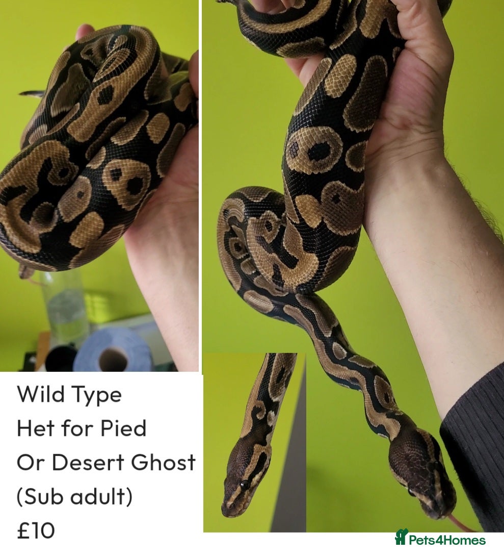 Python Snake reptiles Royal Pythons for rehoming from £10 - Advert 1