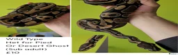 Python Snake reptiles for sale: Royal Pythons for rehoming from £10 - Advert 1