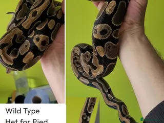 Python Snake reptiles Royal Pythons for rehoming from £10 - Advert 1