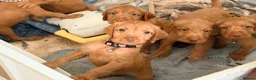 Hungarian Vizsla dogs for sale: Wirehaired Hungarian Vizsla 💕 - Advert 10