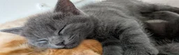 Mixed Breed cats for sale: 3 female kittens, 8 weeks old, ready to leave mum - Advert 10