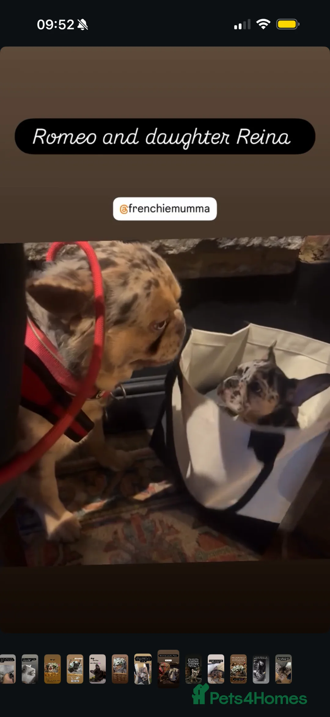 French Bulldog dogs for stud: Romeo - Choc&Tan Tweed Merle carrying testable 💖 - Advert 16