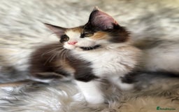 Maine Coon cats for sale: Maine Coon Kittens ❤️ GCCF and TICA registered  - Image 1