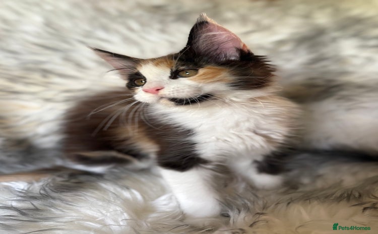 Maine Coon cats - Advert 3