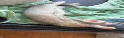 Ferret rodents for sale: 2 male ferrets with cage - Advert 4