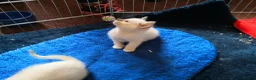 Ragamese cats for sale: Fluffy Ragdoll Cross Siamese Kittens - Advert 6