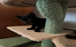 Domestic Shorthair cats for sale: Two black kittens 1xm 1xf - Image 6
