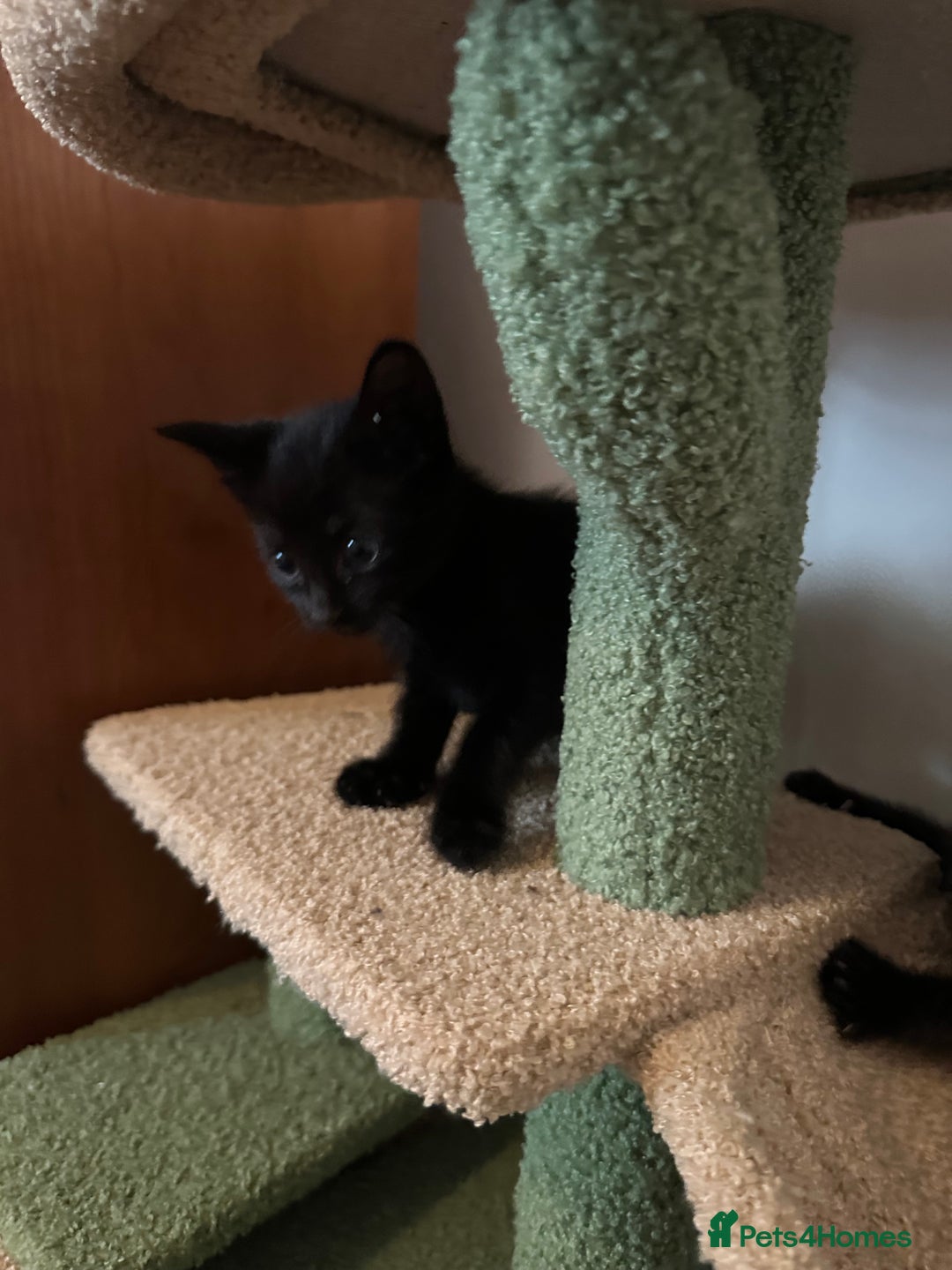Domestic Shorthair cats for sale: Two black kittens 1xm 1xf - Image 6