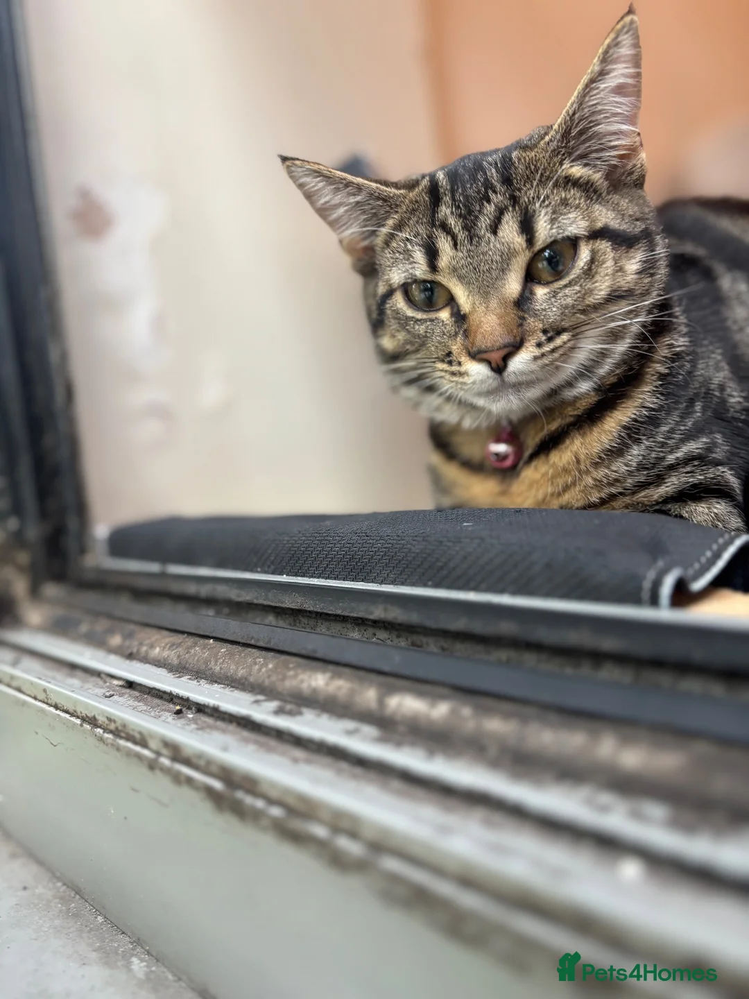Mixed Breed cats for sale: 🐱 Loving Homes Wanted for Tura & Miko - Advert 7