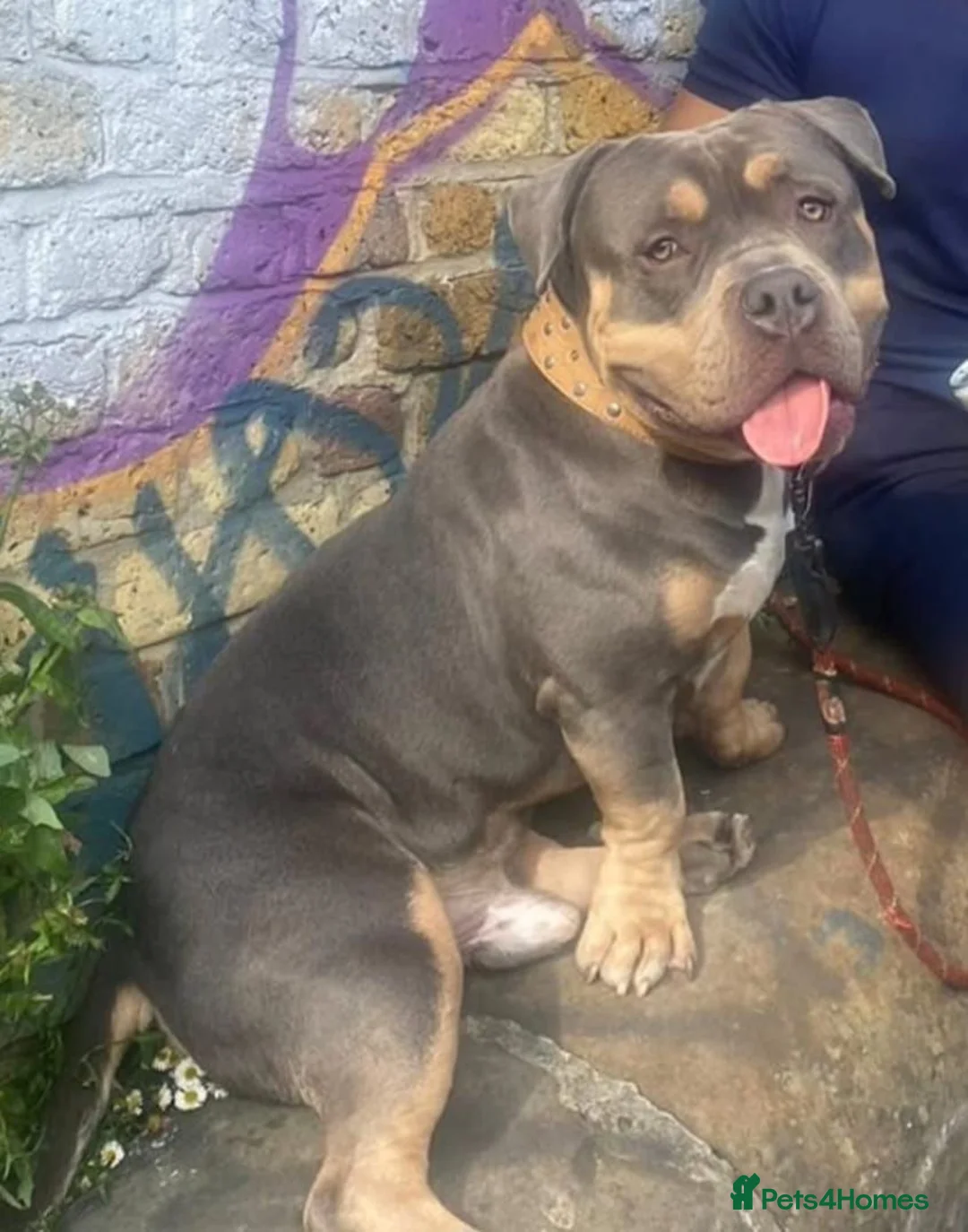 American Bully dogs for sale: Pocket Bully  - Advert 1