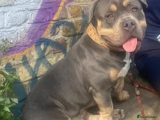 American Bully dogs Pocket Bully - Advert 1