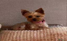 Yorkshire Terrier dogs for sale: Lovely Yorkshire Terrier Girl - Image 5