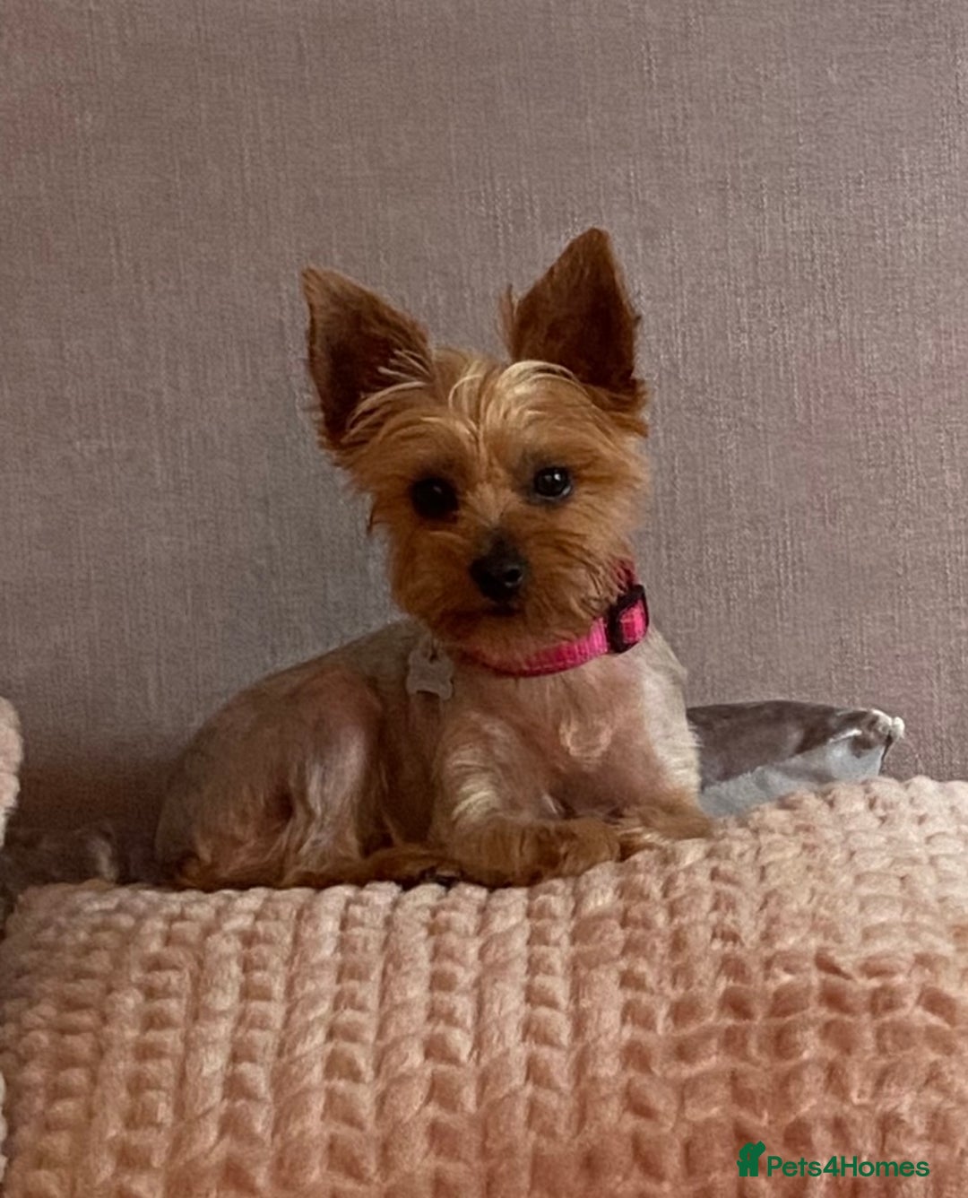 Yorkshire Terrier dogs for sale: Lovely Yorkshire Terrier Girl - Image 5