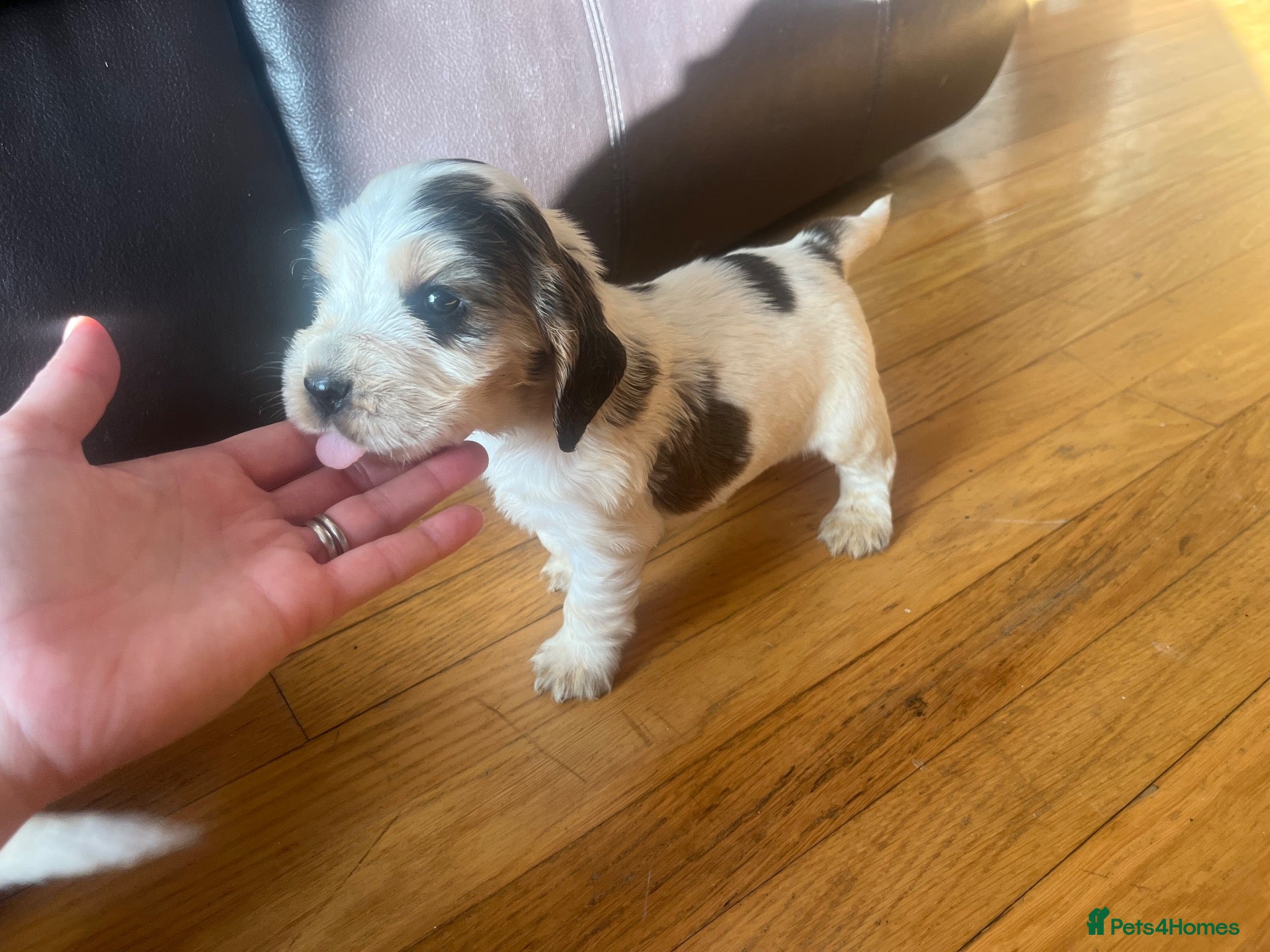Cocker Spaniel dogs for sale: ⭐️KC Registered Show Cocker Spaniels ⭐️ - Advert 1