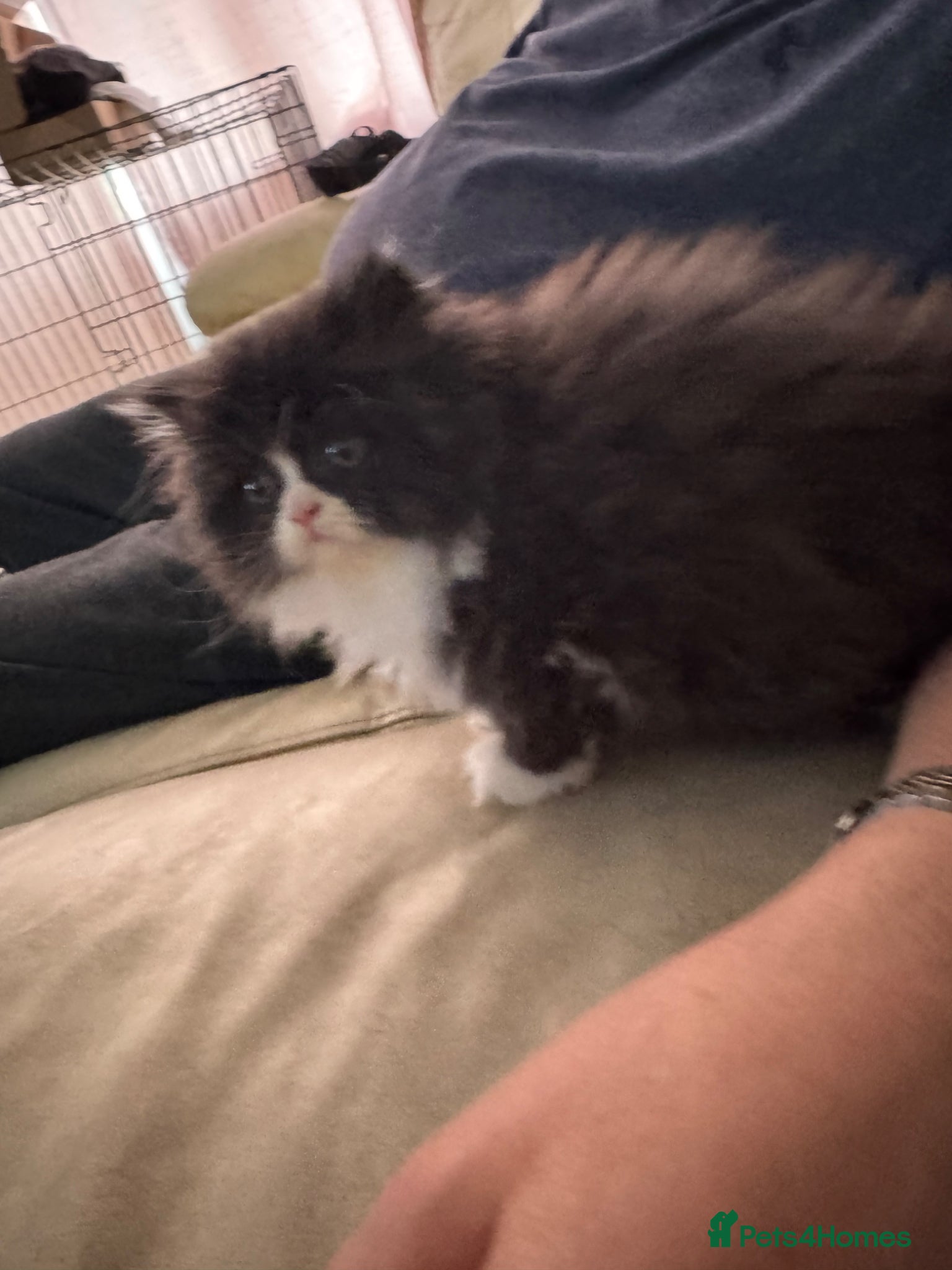 Persian cats for sale: Persian chinchilla  - Advert 15