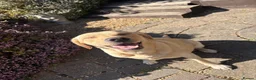 Labrador Retriever dogs for sale: Gorgeous Labrador Puppies – Ready Now 🐾 - Advert 2