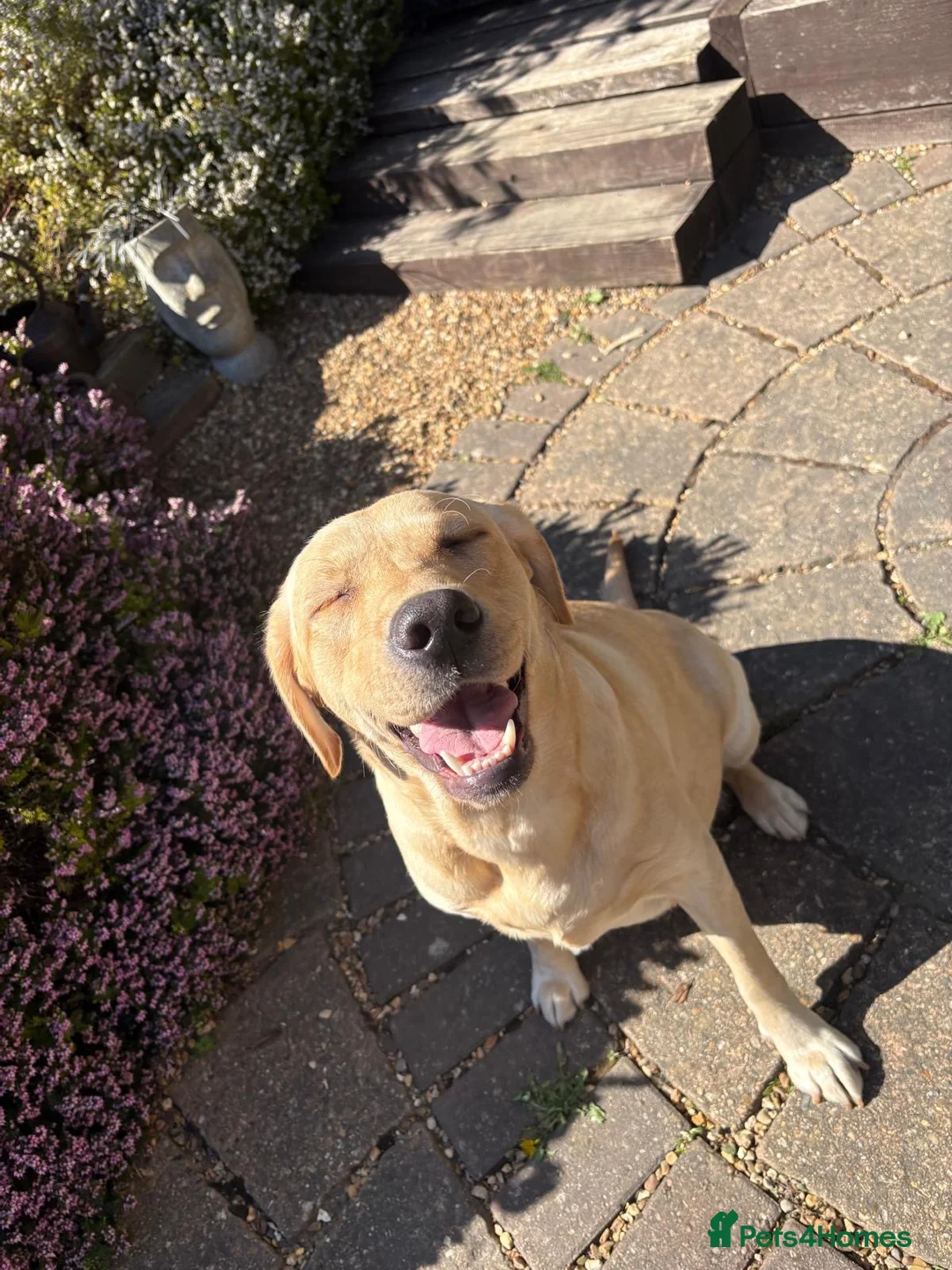 Labrador Retriever dogs for sale: Gorgeous Labrador Puppies – Ready Now 🐾 - Advert 2