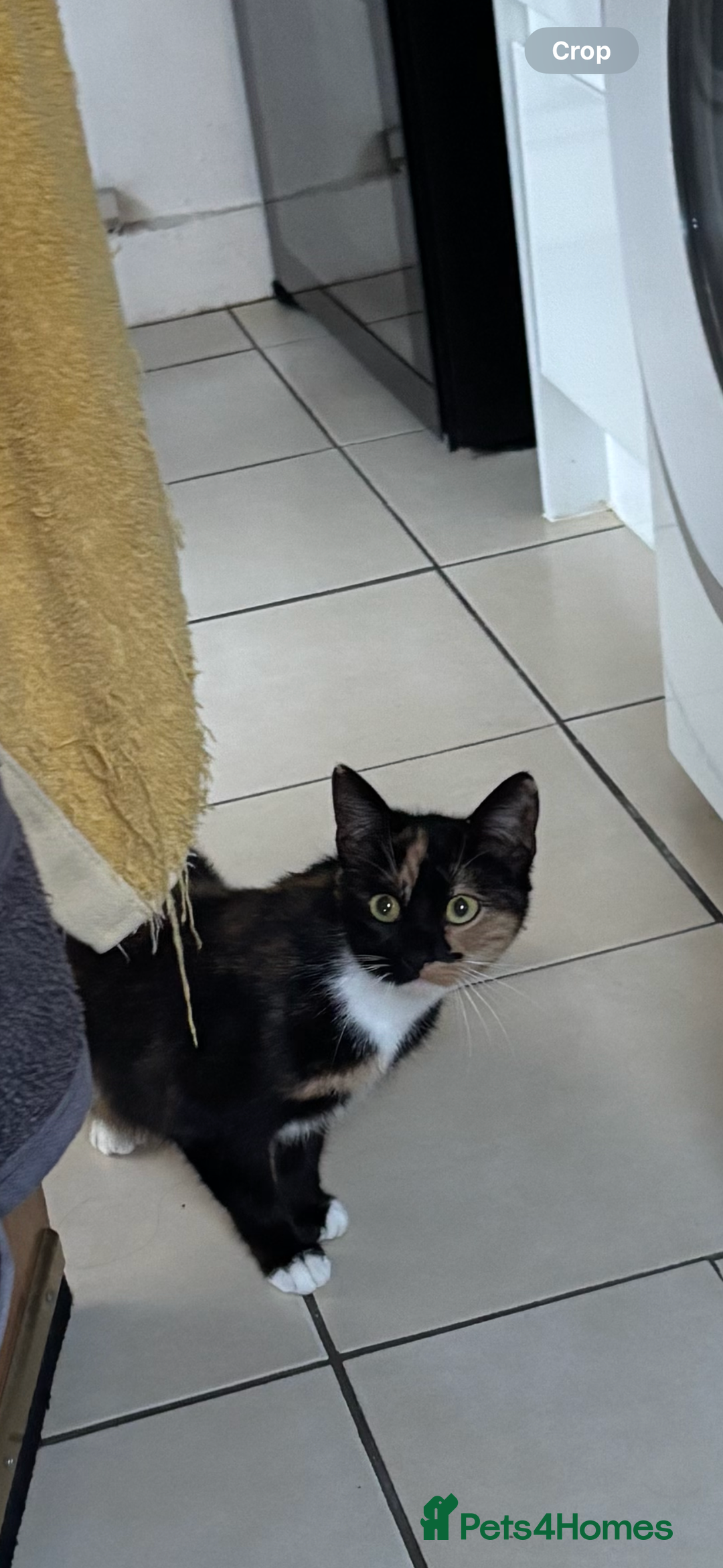 European cats for sale: Kittens for Sale  - Advert 5