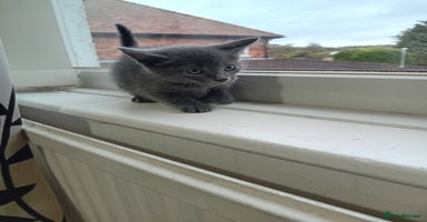 Mixed Breed cats - Advert 6