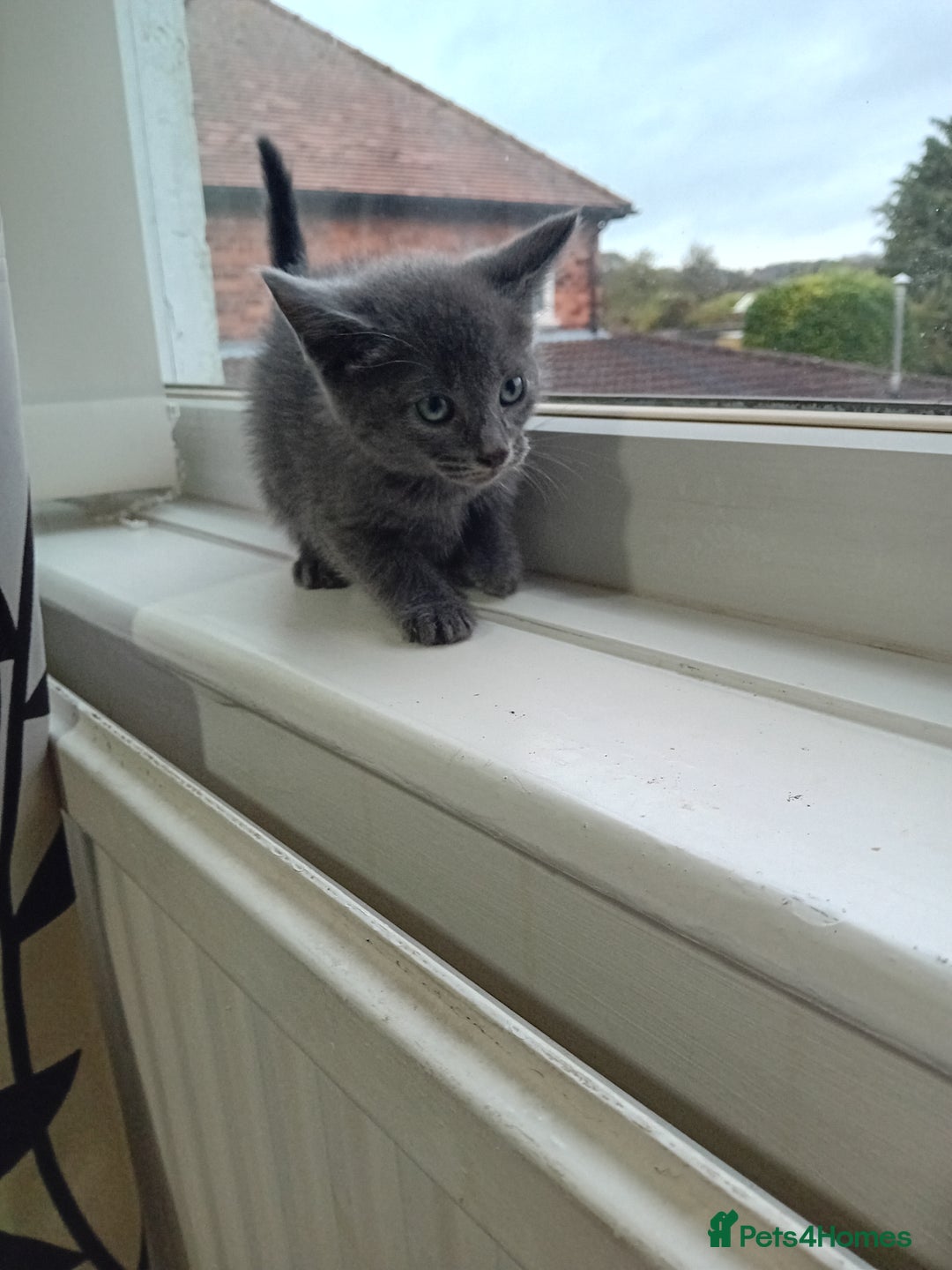 Mixed Breed cats for sale: Siamese mix - Image 2