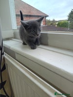 Mixed Breed cats - Advert 5