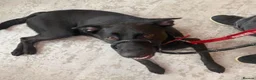Mixed Breed dogs for adoption: BUDDY - FOR ADOPTION - PORTSMOUTH  in Portsmouth - Advert 8