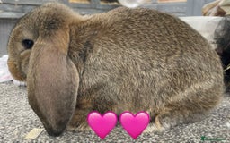 German Lop rabbits for sale: 4 x German lop babies (PET homes!) in Cramlington - Image 3