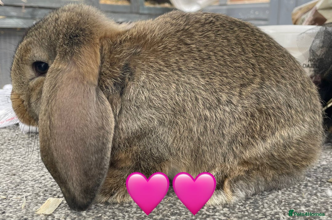 German Lop rabbits for sale: 4 x German lop babies (PET homes!) in Cramlington - Image 3